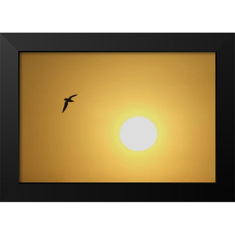 FL, Titusville, Ring-billed gull at sunrise Black Modern Wood Framed Art Print by Morris, Arthur