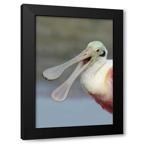 FL, Fort De Soto Park Laughing roseate spoonbill Black Modern Wood Framed Art Print with Double Matting by Morris, Arthur