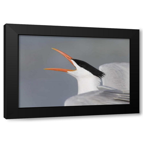 Florida, Fort De Soto Park Royal tern calling Black Modern Wood Framed Art Print with Double Matting by Morris, Arthur