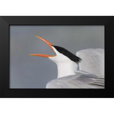 Florida, Fort De Soto Park Royal tern calling Black Modern Wood Framed Art Print by Morris, Arthur