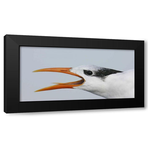 FL, Captiva Royal tern head showing tongue Black Modern Wood Framed Art Print with Double Matting by Morris, Arthur