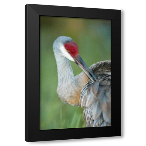 FL Sandhill crane preening its feathers Black Modern Wood Framed Art Print by Morris, Arthur