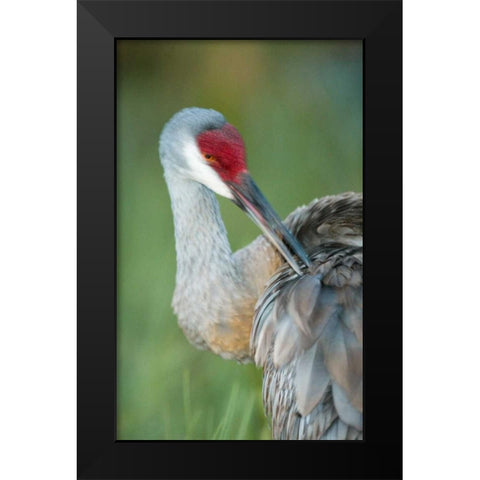 FL Sandhill crane preening its feathers Black Modern Wood Framed Art Print by Morris, Arthur