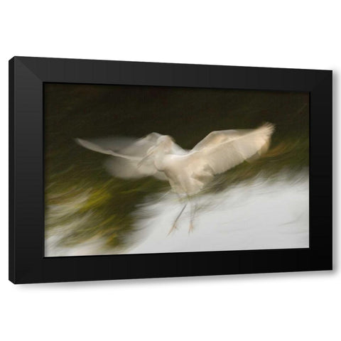 FL, St Augustine Abstract of snowy egret landing Black Modern Wood Framed Art Print by Morris, Arthur
