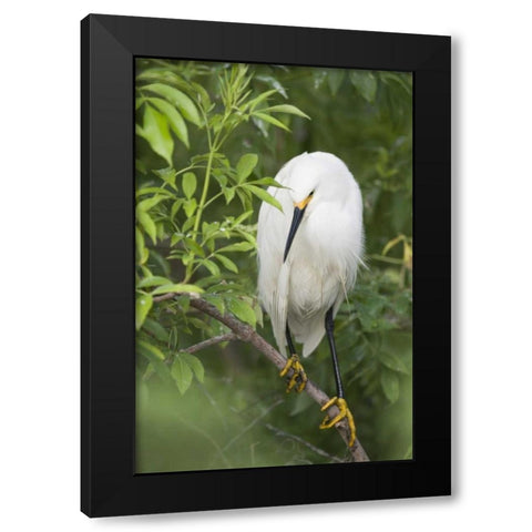 FL, St Augustine Snowy egret on tree limb Black Modern Wood Framed Art Print by Morris, Arthur