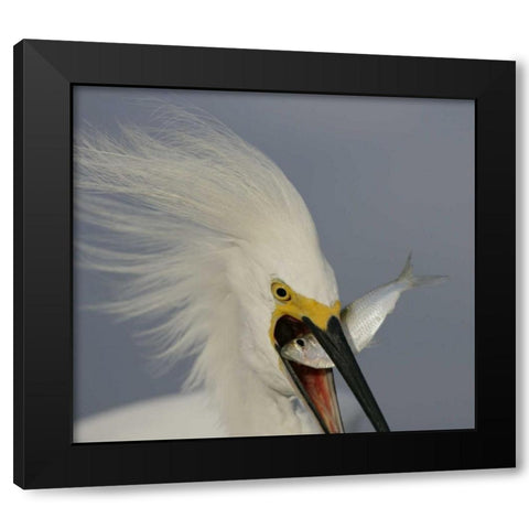 FL, Sanibel Head Snowy egret swallowing baitfish Black Modern Wood Framed Art Print with Double Matting by Morris, Arthur