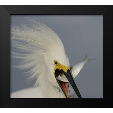 FL, Sanibel Head Snowy egret swallowing baitfish Black Modern Wood Framed Art Print by Morris, Arthur