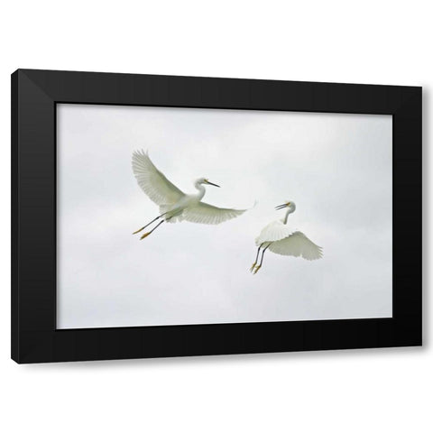 FL, Sanibel Snowy egrets engage in fighting Black Modern Wood Framed Art Print by Morris, Arthur