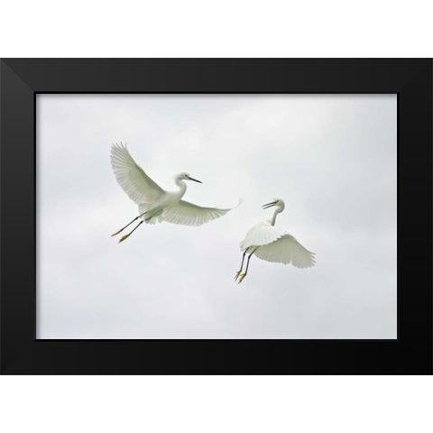 FL, Sanibel Snowy egrets engage in fighting Black Modern Wood Framed Art Print by Morris, Arthur