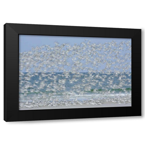 FL, Fort De Soto Park White blur of terns Black Modern Wood Framed Art Print with Double Matting by Morris, Arthur