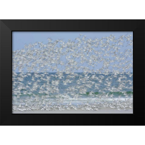 FL, Fort De Soto Park White blur of terns Black Modern Wood Framed Art Print by Morris, Arthur