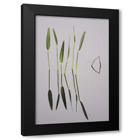 FL, Melbourne Water plants in the Viera Wetlands Black Modern Wood Framed Art Print with Double Matting by Morris, Arthur