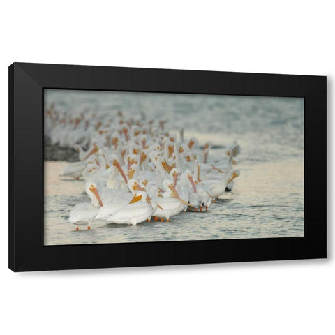 Florida, PlacidaWhite pelicans on sandbar Black Modern Wood Framed Art Print by Morris, Arthur