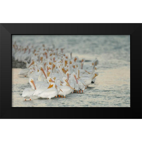 Florida, PlacidaWhite pelicans on sandbar Black Modern Wood Framed Art Print by Morris, Arthur