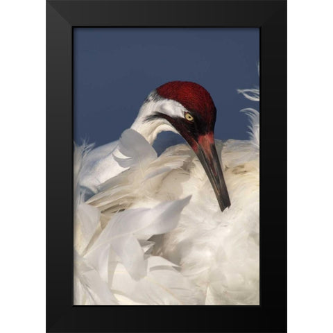 FL, Lake Kissimmee Whooping crane preening Black Modern Wood Framed Art Print by Morris, Arthur
