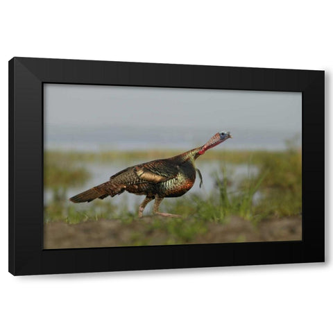 FL Wild turkey charging at a threat Black Modern Wood Framed Art Print by Morris, Arthur