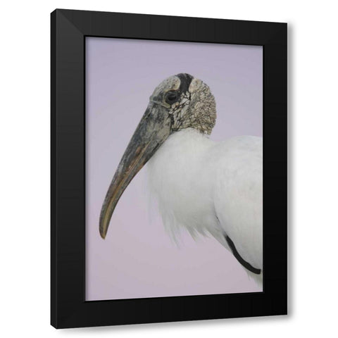 FL, Fort De Soto Park Pre-dawn flash Wood stork Black Modern Wood Framed Art Print with Double Matting by Morris, Arthur