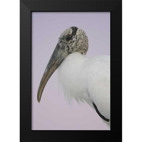 FL, Fort De Soto Park Pre-dawn flash Wood stork Black Modern Wood Framed Art Print by Morris, Arthur