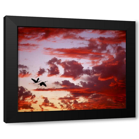 FL, Tampa Bay Silhouette of roseate spoonbills Black Modern Wood Framed Art Print with Double Matting by Zuckerman, Jim