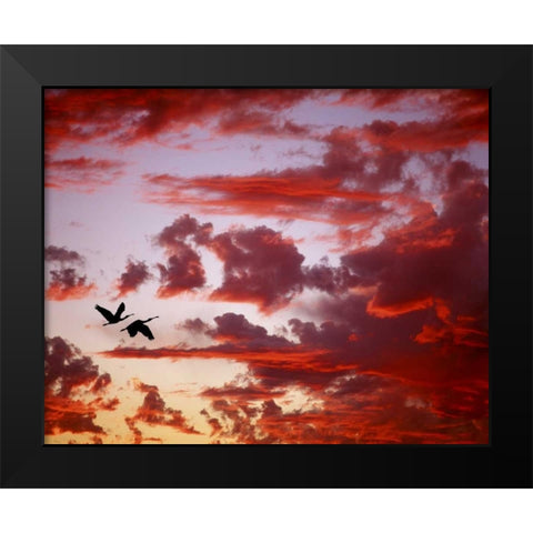 FL, Tampa Bay Silhouette of roseate spoonbills Black Modern Wood Framed Art Print by Zuckerman, Jim