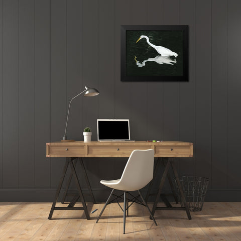 FL, Ding Darling NWR Great egret hunting Black Modern Wood Framed Art Print by Zuckerman, Jim