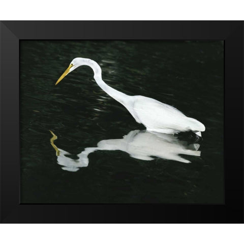 FL, Ding Darling NWR Great egret hunting Black Modern Wood Framed Art Print by Zuckerman, Jim