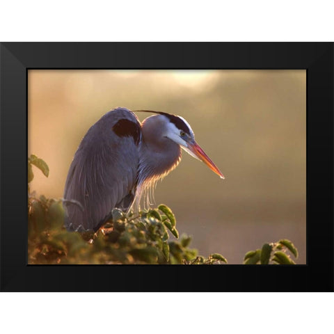 FL, Wakodahatchee Great blue heron on a tree Black Modern Wood Framed Art Print by Zuckerman, Jim