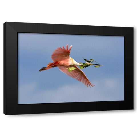 FL, Tampa Bay Roseate spoonbill in flight Black Modern Wood Framed Art Print by Zuckerman, Jim