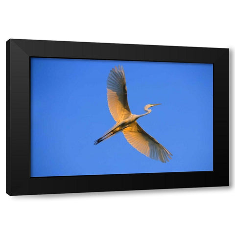 FL, St Augustine Great egret in flight at sunset Black Modern Wood Framed Art Print by Zuckerman, Jim