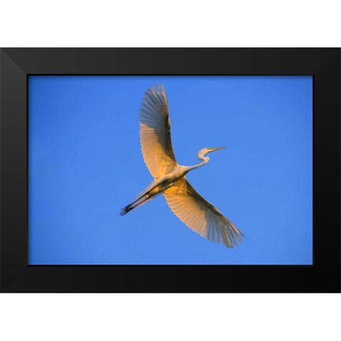 FL, St Augustine Great egret in flight at sunset Black Modern Wood Framed Art Print by Zuckerman, Jim