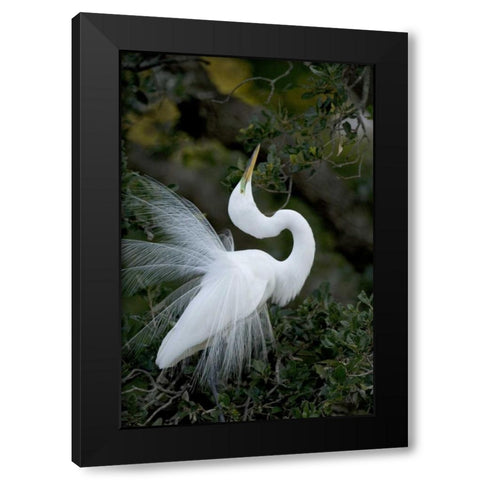 FL, St Augustine Great egret sky pointing Black Modern Wood Framed Art Print by Zuckerman, Jim