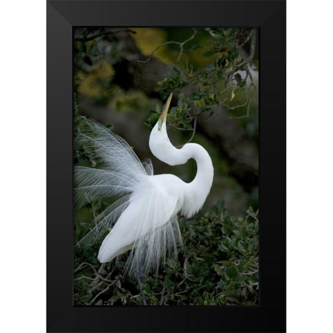 FL, St Augustine Great egret sky pointing Black Modern Wood Framed Art Print by Zuckerman, Jim