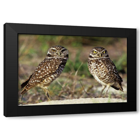 FL, Sanibel Island Burrowing owls pair by burrow Black Modern Wood Framed Art Print with Double Matting by Welling, Dave