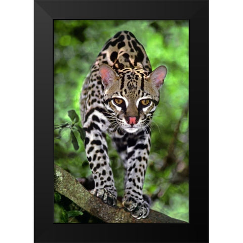 Florida Ocelot cub on log at Big Cat Rescue Black Modern Wood Framed Art Print by Welling, Dave