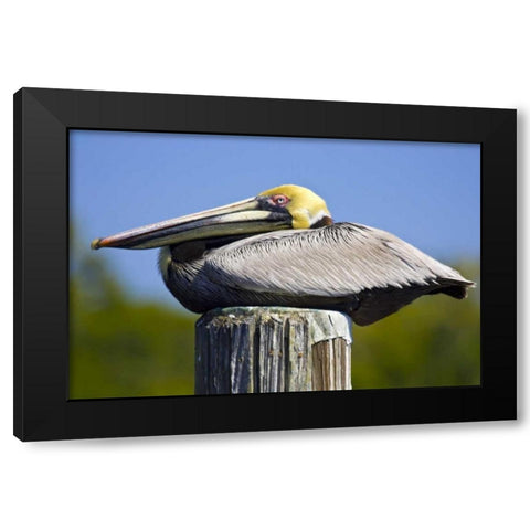 FL, Everglades City, Roosting brown pelican Black Modern Wood Framed Art Print by Lord, Fred