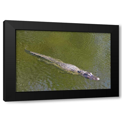 FL, Everglades NP American alligator swimming Black Modern Wood Framed Art Print with Double Matting by Lord, Fred