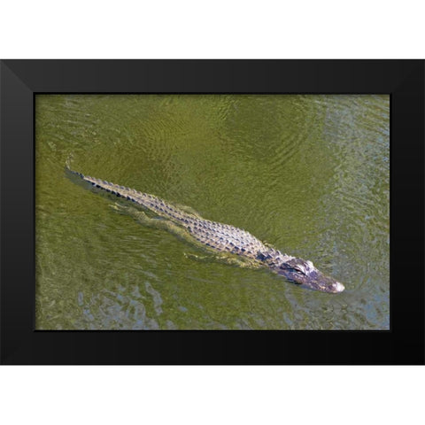 FL, Everglades NP American alligator swimming Black Modern Wood Framed Art Print by Lord, Fred