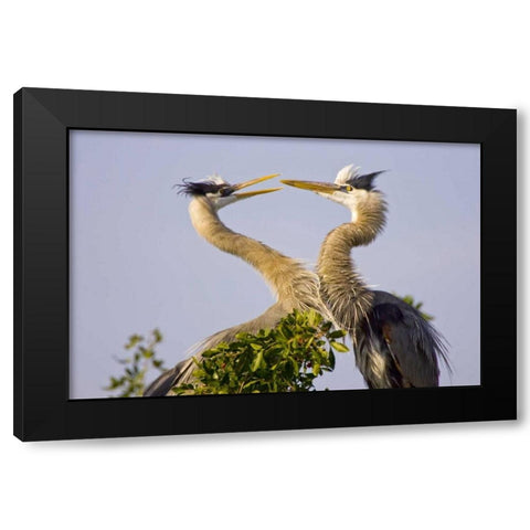 FL, Venice, Great blue herons greet in rookery Black Modern Wood Framed Art Print by Lord, Fred