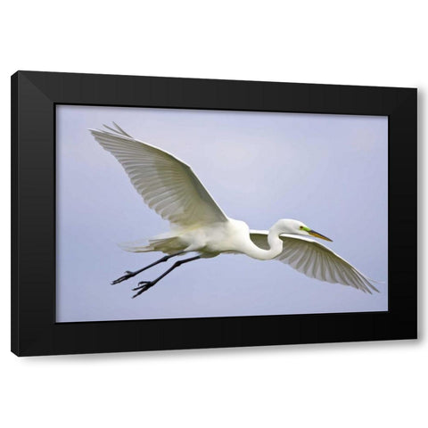 FL, Venice Great egret flying at Venice Rookery Black Modern Wood Framed Art Print with Double Matting by Lord, Fred