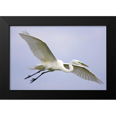 FL, Venice Great egret flying at Venice Rookery Black Modern Wood Framed Art Print by Lord, Fred