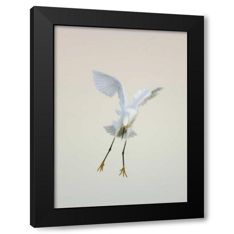 FL, Ft Meyers Beach Snowy egret landing at dawn Black Modern Wood Framed Art Print with Double Matting by Morris, Arthur