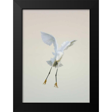 FL, Ft Meyers Beach Snowy egret landing at dawn Black Modern Wood Framed Art Print by Morris, Arthur