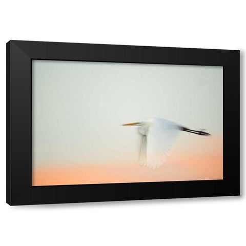 FL, South Venice, Great egret flying at sunrise Black Modern Wood Framed Art Print by Morris, Arthur