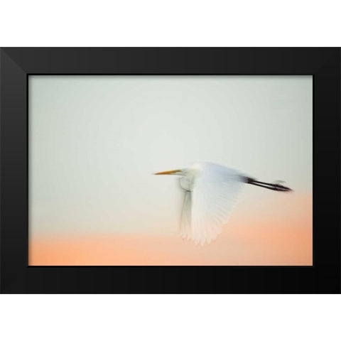 FL, South Venice, Great egret flying at sunrise Black Modern Wood Framed Art Print by Morris, Arthur