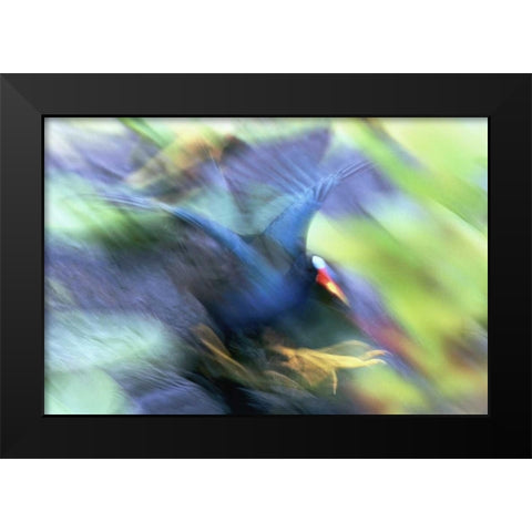 FL, Everglades NP Abstract of purple gallinule Black Modern Wood Framed Art Print by Morris, Arthur