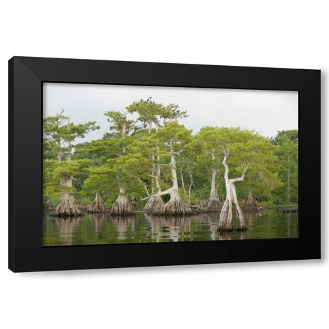 FL, Blue Cypress Lake Cypress trees with birds Black Modern Wood Framed Art Print with Double Matting by Morris, Arthur
