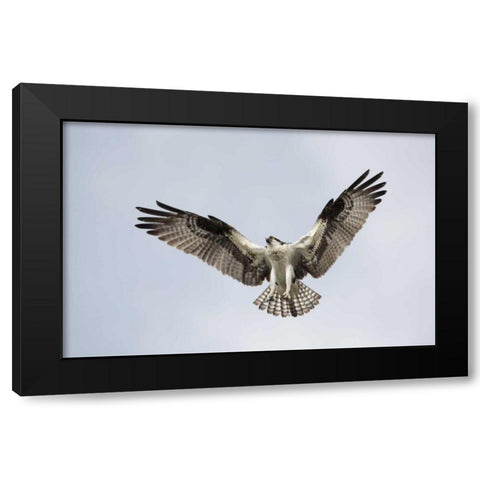 FL, Blue Cypress Lake Osprey hovering in sky Black Modern Wood Framed Art Print by Morris, Arthur