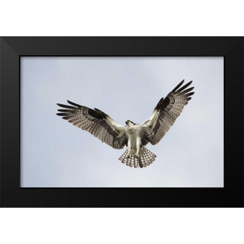 FL, Blue Cypress Lake Osprey hovering in sky Black Modern Wood Framed Art Print by Morris, Arthur