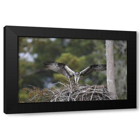 Florida, Blue Cypress Lake Osprey on its nest Black Modern Wood Framed Art Print with Double Matting by Morris, Arthur