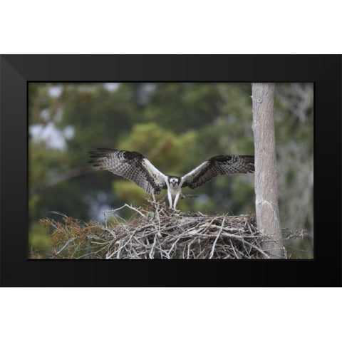 Florida, Blue Cypress Lake Osprey on its nest Black Modern Wood Framed Art Print by Morris, Arthur
